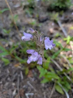 Siskiyou Beardtongue thumbnail 4
