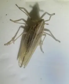 Stenocranus minutus thumbnail 1