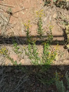 western rayless fleabane thumbnail 3