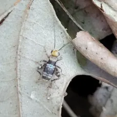 Spotted Ground Cricket thumbnail 3