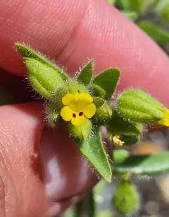 False Monkeyflower thumbnail 4