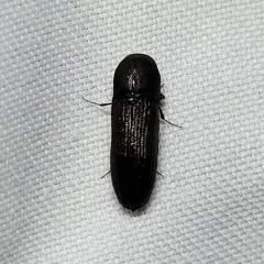 Stethon pectorosus thumbnail 4