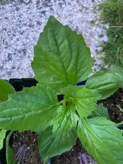 Chinese Aster thumbnail 3