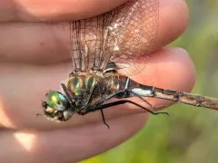 Muskeg Emerald thumbnail 1
