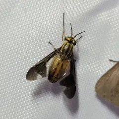 Adulterous Deer Fly thumbnail 3