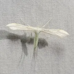 Elliot's Plume Moth thumbnail 4