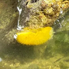 Sandalwood Dorid thumbnail 3