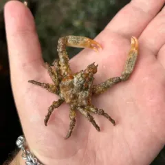 Sharpnose Crab thumbnail 3