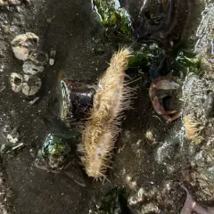 Stiff-footed sea cucumber thumbnail 4