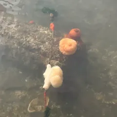 Giant Plumose Anemone thumbnail 2