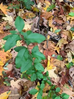 Chinese privet thumbnail 4