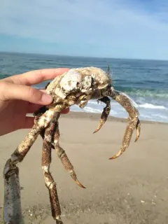 Longnose Spider Crab thumbnail 4