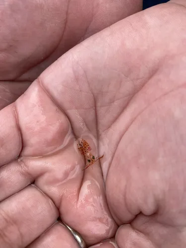 Atlantic brief squid