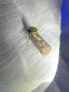 Walsingham's Grass Tubeworm Moth thumbnail 3