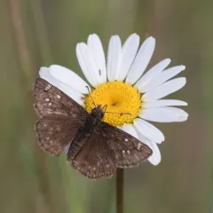 Persius Duskywing thumbnail 3