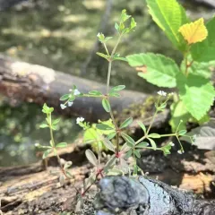 Stiff Marsh Bedstraw thumbnail 4