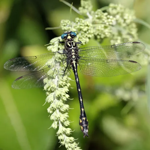 Elusive Clubtail
