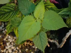 hairy crabweed thumbnail 3