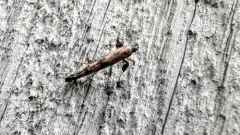Clouded Slender thumbnail 4