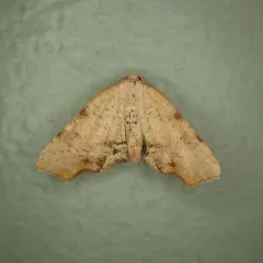 Fervid Plagodis Moth thumbnail 2