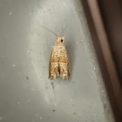 Canadian Sonia Moth thumbnail 4