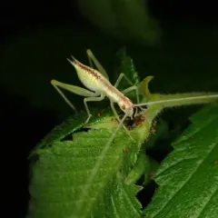 Broad-winged tree cricket thumbnail 3