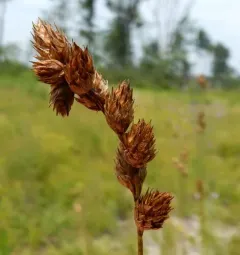 Merritt Fernald's sedge thumbnail 4
