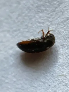 Two-spotted Carpet-beetle thumbnail 4