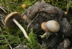 Deconica merdaria thumbnail 2