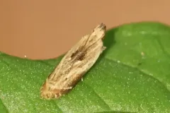 Monochroa gilvolinella thumbnail 2