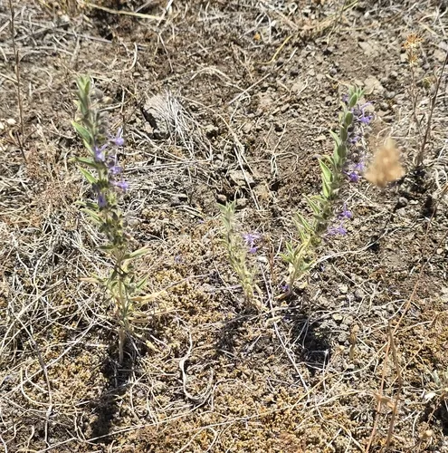 Vinegar Weed