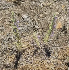 Vinegar Weed thumbnail 1