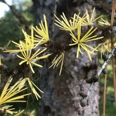 western larch thumbnail 2
