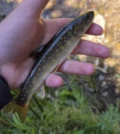 Bull Trout thumbnail 4