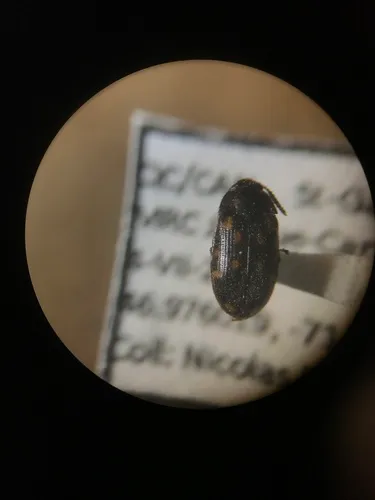 Mycetophagus serrulatus