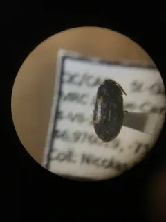 Mycetophagus serrulatus thumbnail 1