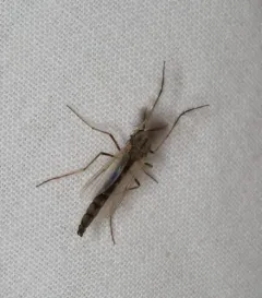 Glyptotendipes barbipes thumbnail 4