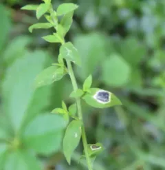 Asteromyia laeviana thumbnail 4