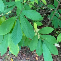 common pawpaw thumbnail 4