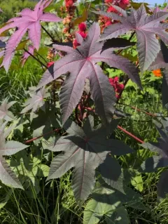 castor bean thumbnail 4