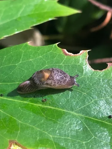 Keeled Jumping-slug