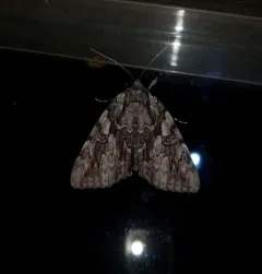 Dejected Underwing thumbnail 4