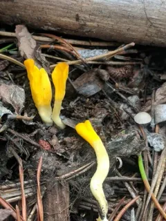 Neolecta vitellina thumbnail 4