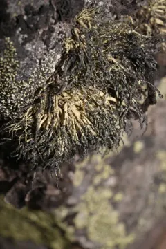 Usnea lambii thumbnail 3