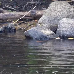 Louisiana Waterthrush thumbnail 4