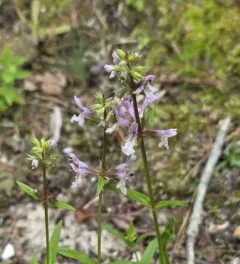Hyssop-leaved Hedge-nettle thumbnail 4