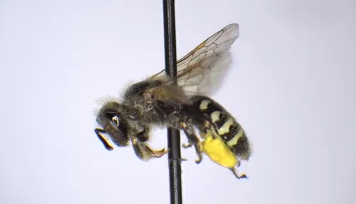 Calliopsis personata