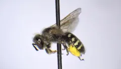 Calliopsis personata thumbnail 1