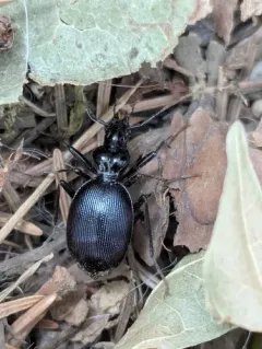 Angular Snail-eating Beetle thumbnail 2