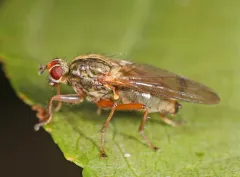 Scathophaga aldrichi thumbnail 1
